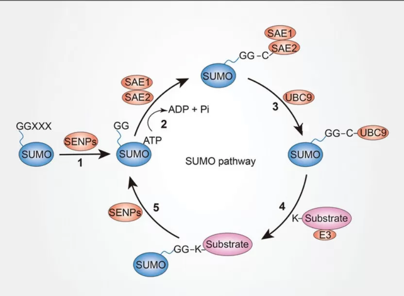 The mechanisms of the SUMO pathway